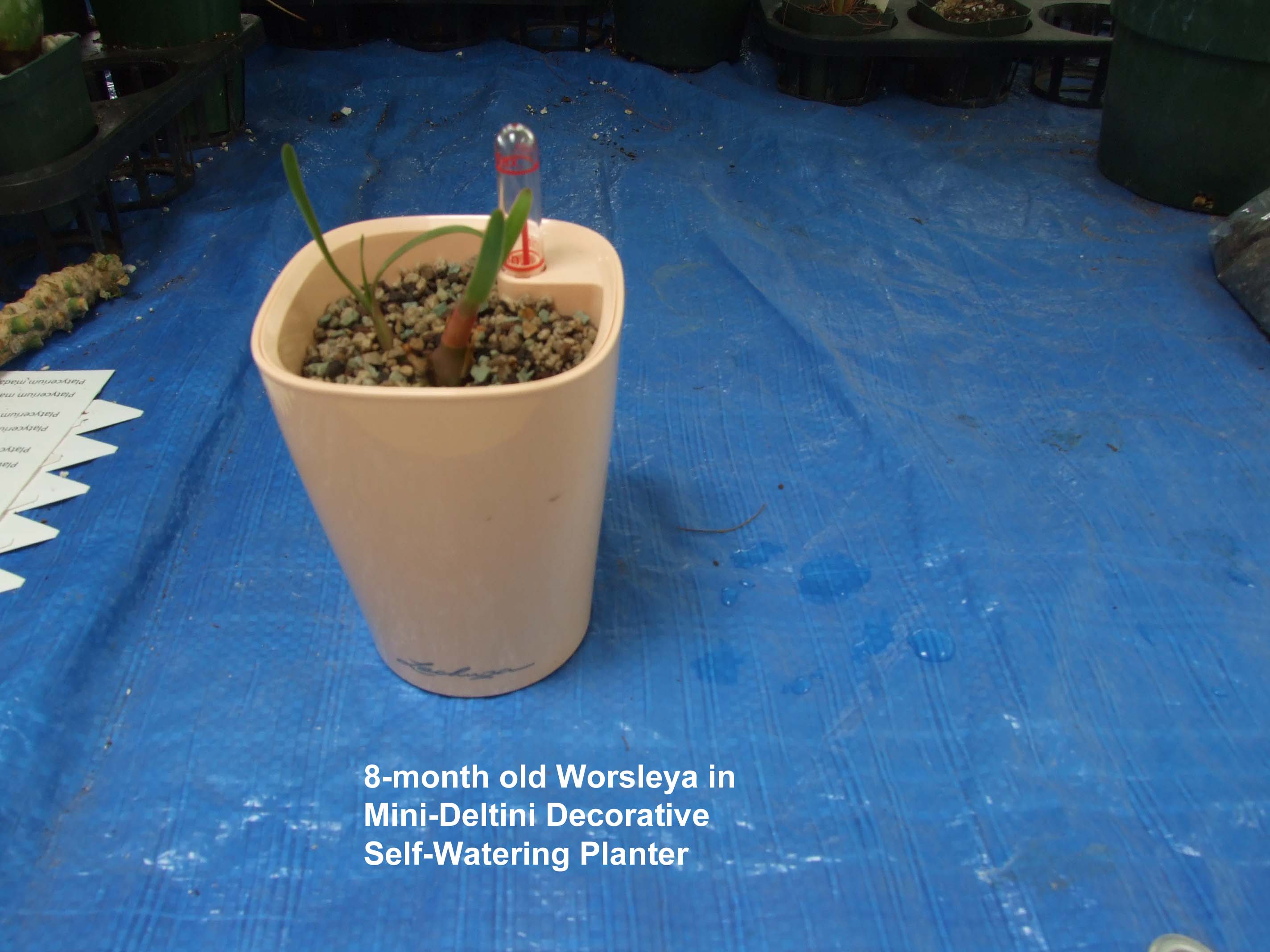 8-month old Worsleya in Mini-Deltini